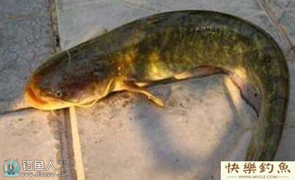 活饵钓鲶鱼的使用方法及钓具搭配(图1) 活饵钓鲶鱼的使用方法及钓具搭配(图1)