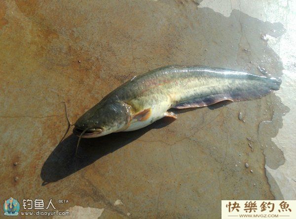 野钓大型鲶鱼正确选择钓点的方法(图1) 野钓大型鲶鱼正确选择钓点的方法(图1)