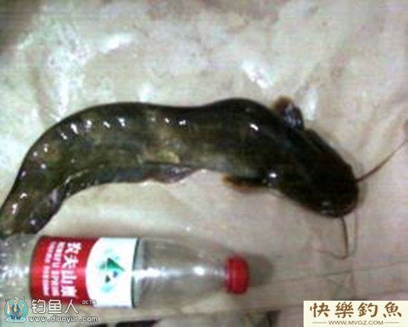 五个绝招教你野钓战胜鲶鱼(图1) 五个绝招教你野钓战胜鲶鱼(图1)
