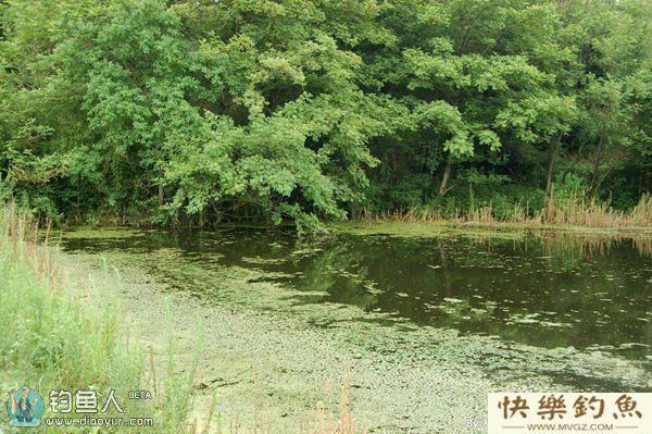 野钓鲶鱼时依据水情鱼情选择钓位技巧(图1) 野钓鲶鱼时依据水情鱼情选择钓位技巧(图1)