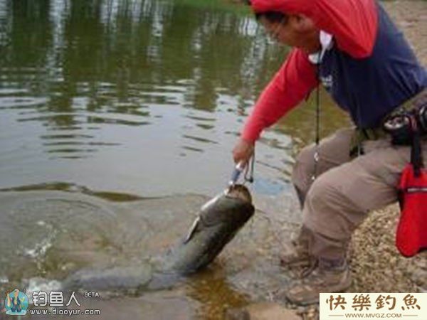 野钓江河鲶鱼时的最佳时间段(图1) 野钓江河鲶鱼时的最佳时间段(图1)