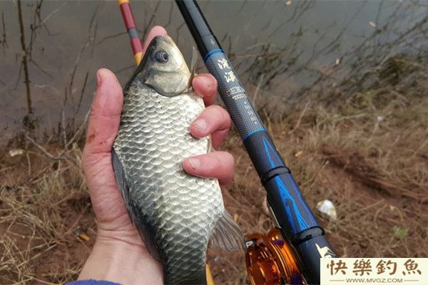 浅谈冬季鱼的活性及野钓鲫鱼技巧(图1)