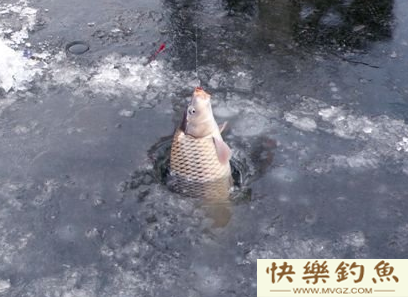 从钓场到钓技冬季野钓全攻略(图4)