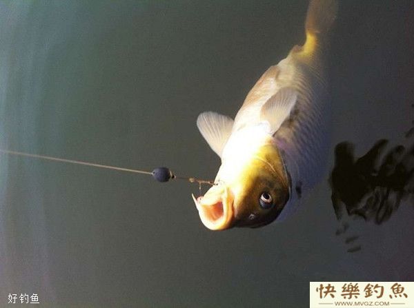 浅说野钓搓饵时钩距还是小点好(图1)