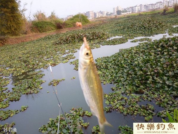 漫谈野钓对付小鱼闹窝的六个密招(图1)