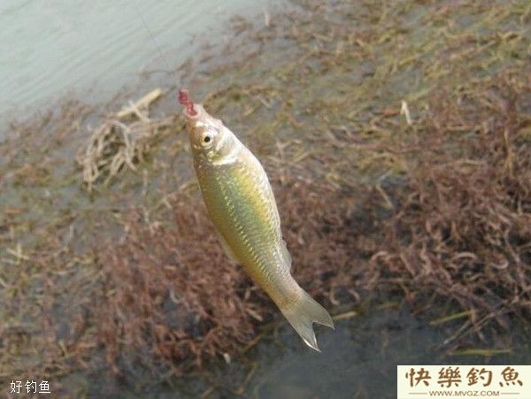 漫谈野钓对付小鱼闹窝的六个密招(图2)
