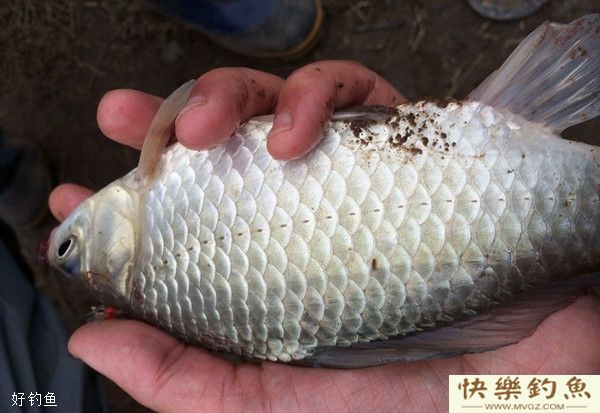 冬季野钓大鲫鱼的技巧分析(图2)