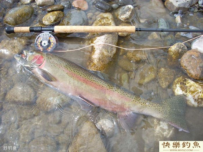 冬季钓鲫鱼应该如何正确地调漂(图4)