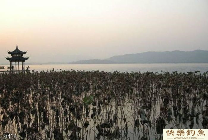 残荷塘中藏大鲫鱼，冬季藕塘钓鲫鱼技巧(图3)