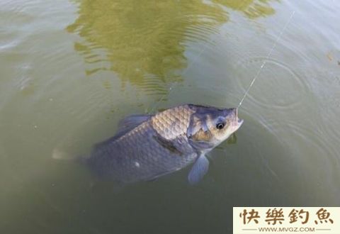冬季长竿短线七星漂钓鲫鱼技巧(图4)