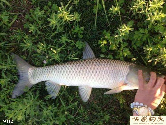 冬季长竿短线七星漂钓鲫鱼技巧(图3)