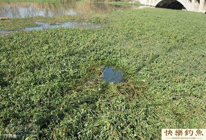 人穿袄，鱼钻草，冬钓鲫鱼怎么钓草洞？(图1)