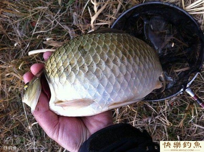 冬钓鲫鱼七不宜，知道了对冬季钓鱼大有好处！(图4)
