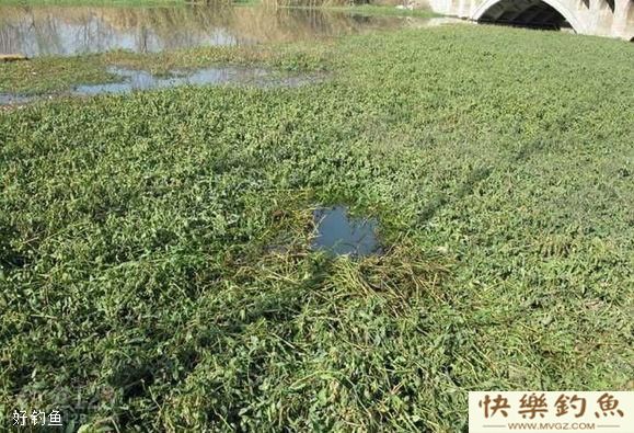 冬钓鲫鱼不懂钓草洞，那你就别玩了(图1)