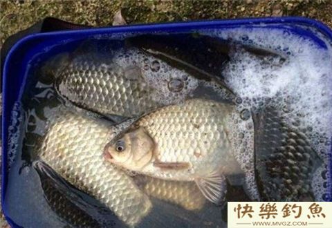 冬天钓大鲫鱼，来自高手的经验总结(图3)