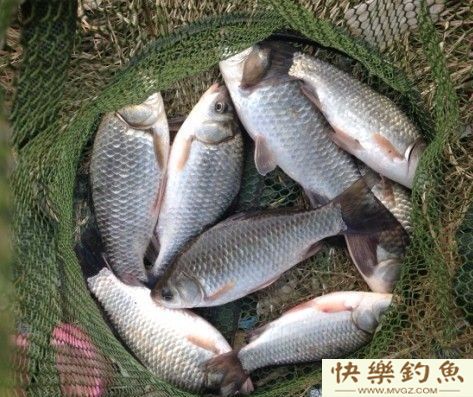 冬钓鲫鱼不懂钓草洞，那你就别玩了(图2)