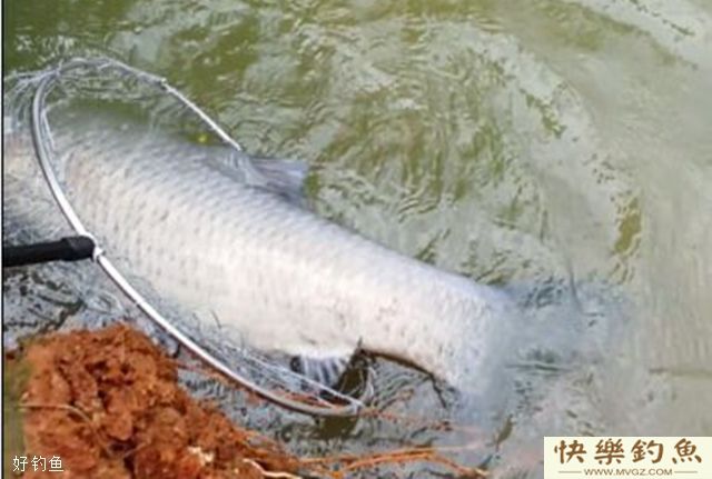 秋季钓青鱼，教你三款打窝饵料(图2)