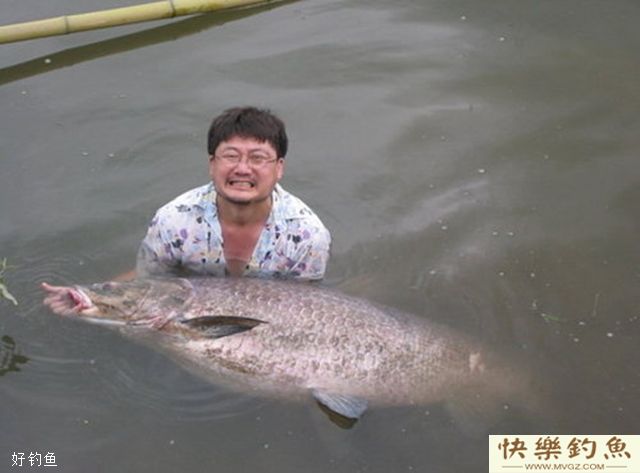 大青鱼选钓位与做鱼窝的方法(图1) 大青鱼选钓位与做鱼窝的方法(图1)