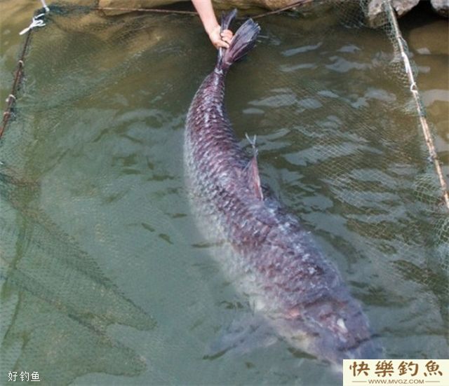 大青鱼选钓位与做鱼窝的方法(图2) 大青鱼选钓位与做鱼窝的方法(图2)