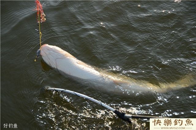 传统钓法钓青鱼的钓具、打窝和钓位技巧(图1) 传统钓法钓青鱼的钓具、打窝和钓位技巧(图1)