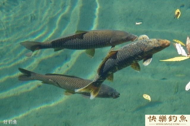 传统钓法钓青鱼的钓具、打窝和钓位技巧(图2) 传统钓法钓青鱼的钓具、打窝和钓位技巧(图2)