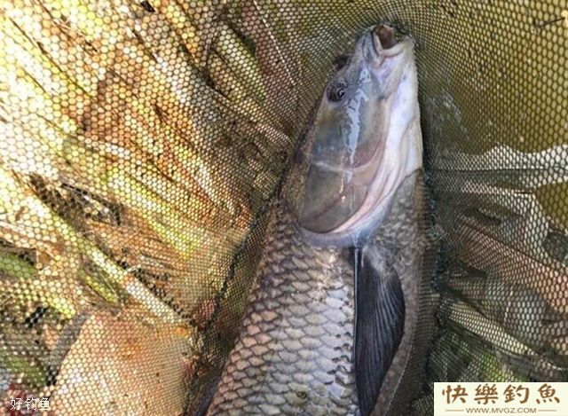 夏天钓青鱼的四个实用技巧(图1)