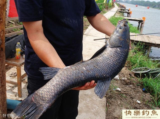简单实用钓青鱼打窝用饵技巧(图1)