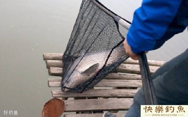 冬天能不能钓青鱼?分享3个冬钓青鱼技巧(图3) 冬天能不能钓青鱼?分享3个冬钓青鱼技巧(图3)