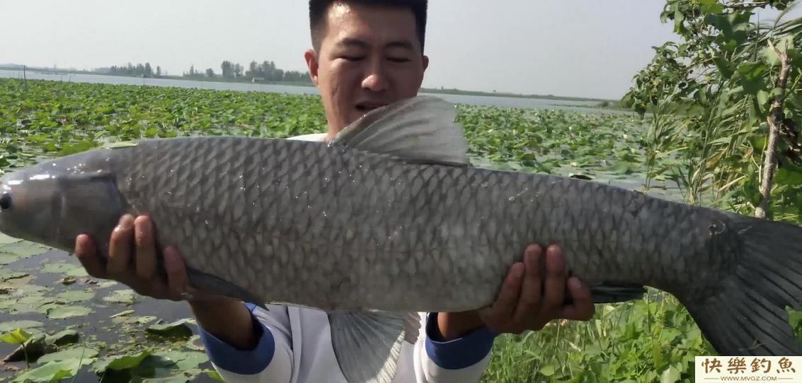 黑坑青鱼在里面怎么办?黑坑青鱼如何钓的更远(图1) 黑坑青鱼在里面怎么办?黑坑青鱼如何钓的更远(图1)