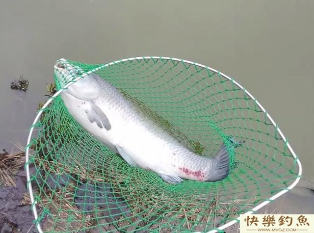 垂钓青鱼，如何用好小钩细线(图2)