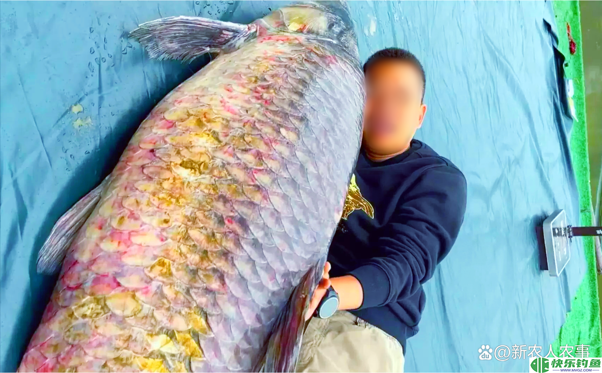 六旬大爷罕见钓获“青鱼王”，1.73米长重达136斤，卖了58000元(图10)