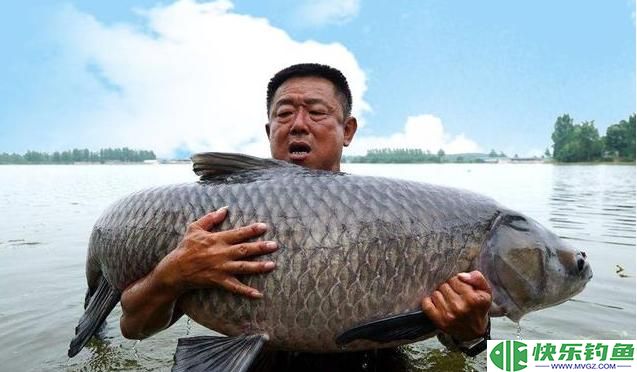 钓青鱼到底挂几颗颗粒比较好？(图3)