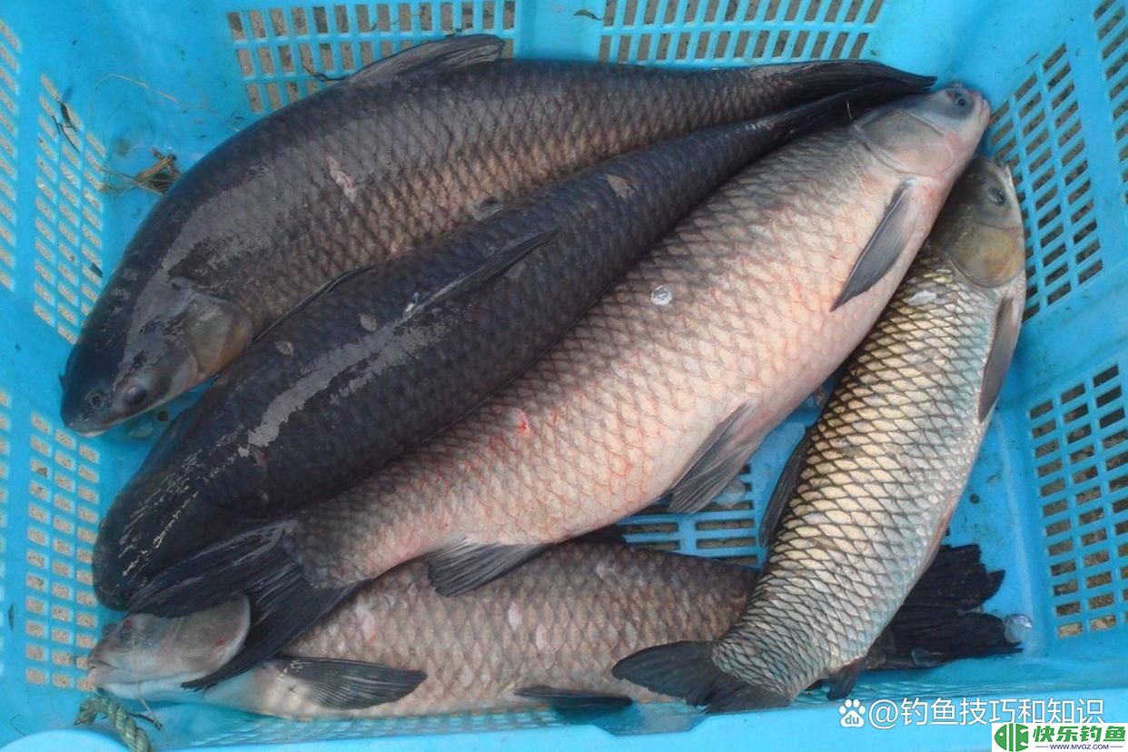 冬天钓青鱼，鱼饵的味型和穿透力更重要，冬钓青鱼的用饵思路(图5)