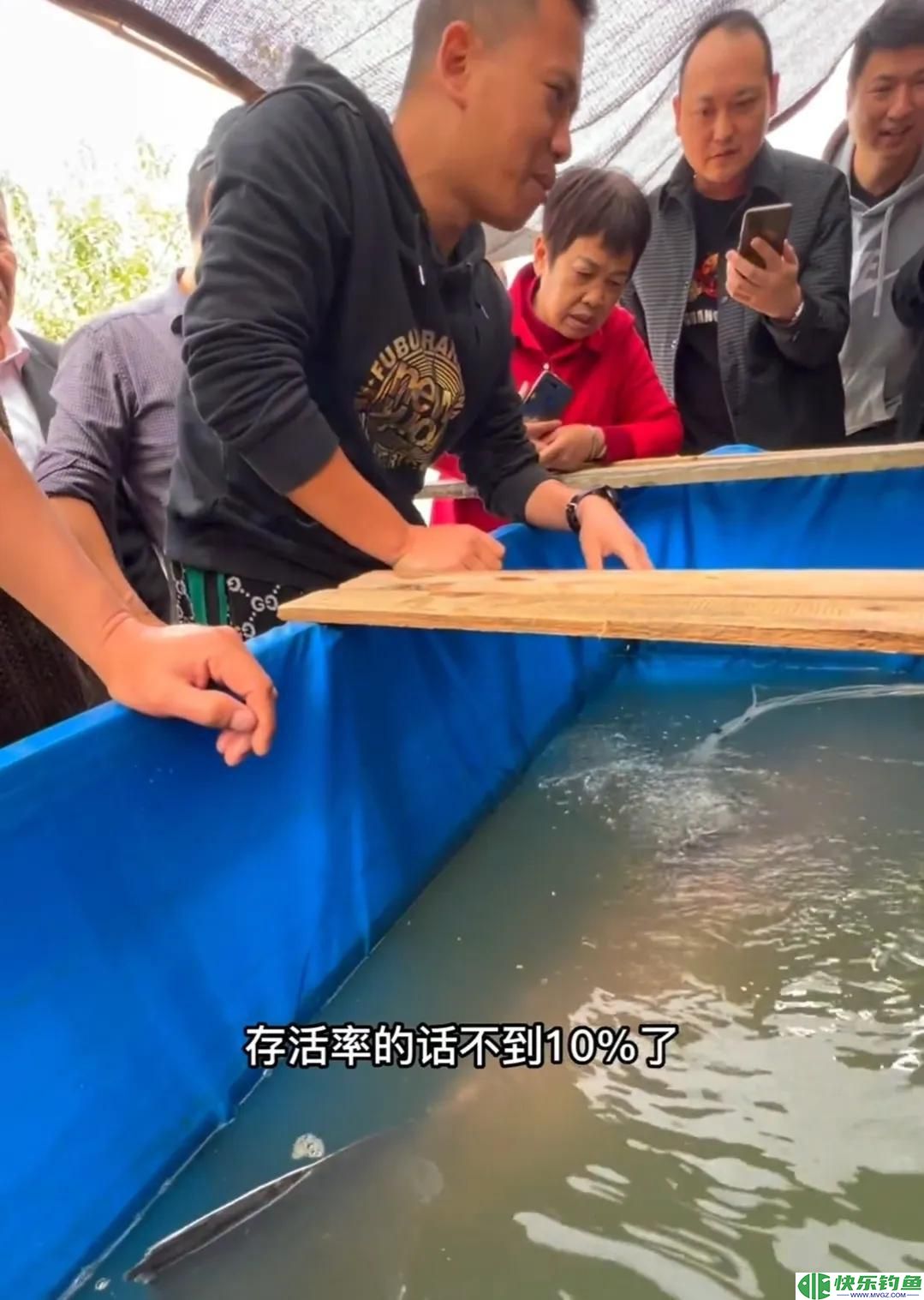 1.73米长，1.05米粗的青鱼有多重？钓友花5万8买回家，结果亏惨了(图3)