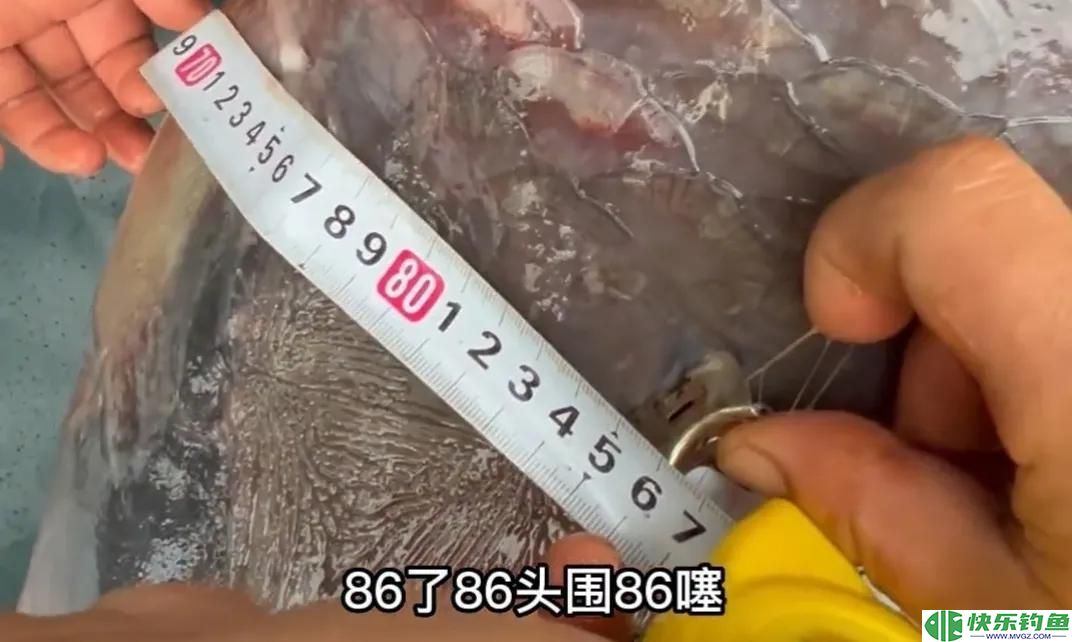 1.73米长，1.05米粗的青鱼有多重？钓友花5万8买回家，结果亏惨了(图9)