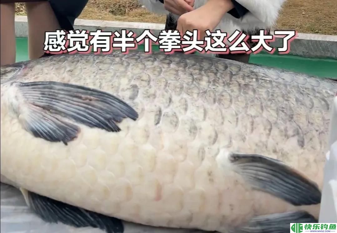 1.73米长，1.05米粗的青鱼有多重？钓友花5万8买回家，结果亏惨了(图14)