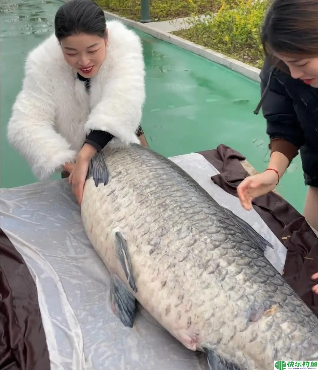 1.73米长，1.05米粗的青鱼有多重？钓友花5万8买回家，结果亏惨了(图15)