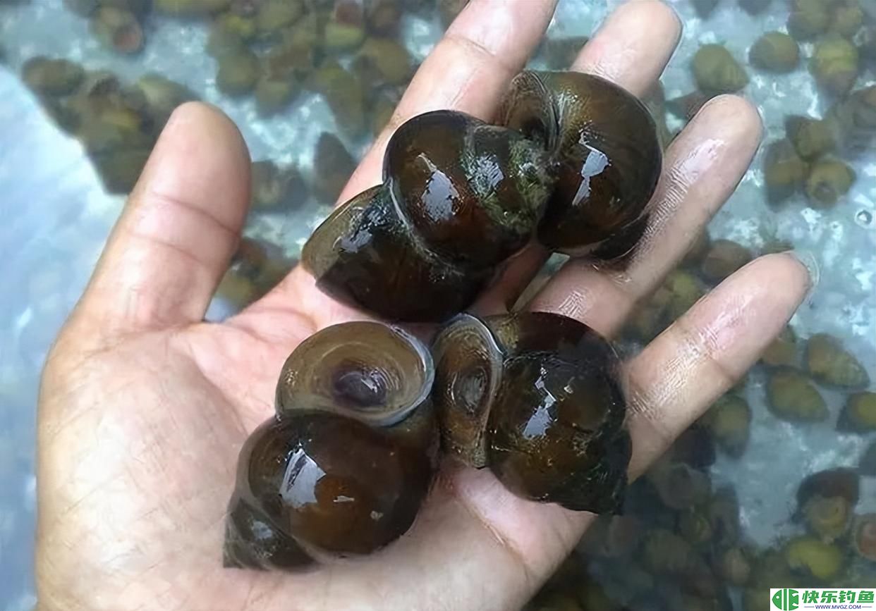 钓青鱼的5个技巧，只要掌握了，轻松钓到大青鱼(图2)
