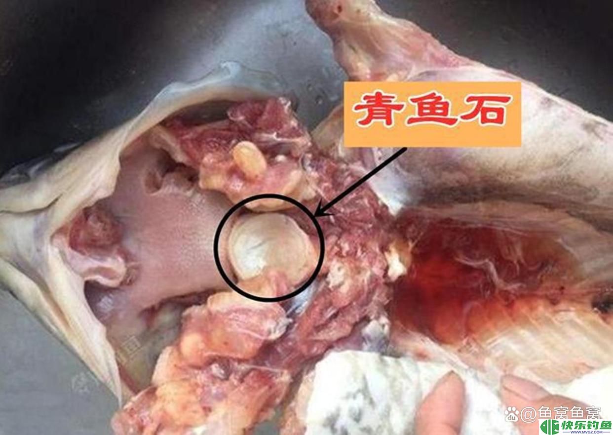 广东钓鱼人把钓获的青鱼养了20年,长到160斤,有人报价10万收购(图4) 广东钓鱼人把钓获的青鱼养了20年,长到160斤,有人报价10万收购(图4)