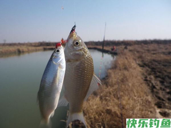 冬季野外钓鲫鱼的五个要点(图1)