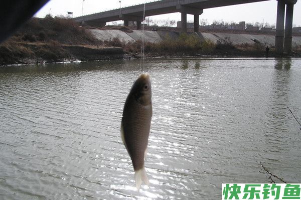 冬季野钓鲫鱼的时机与钓点选择(图1)
