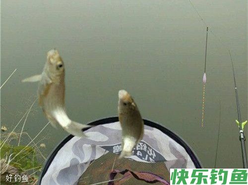 冬季野钓鲫鱼用饵也需随机应变(图1)