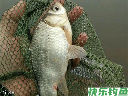 冬季野钓鲫鱼用饵也需随机应变(图2)