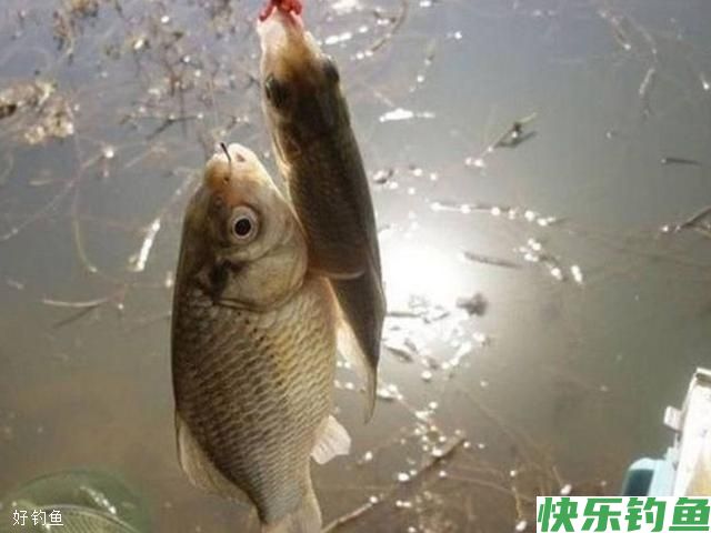 冬天用蚯蚓钓鲫鱼的小细节(图1)