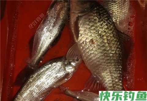 钓鲫鱼鲤鱼玉米饵料的制作方法(图1)