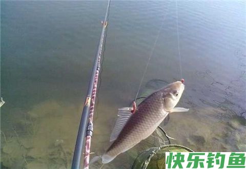 自制面粉钓鲫鱼饵料的方法(图2)