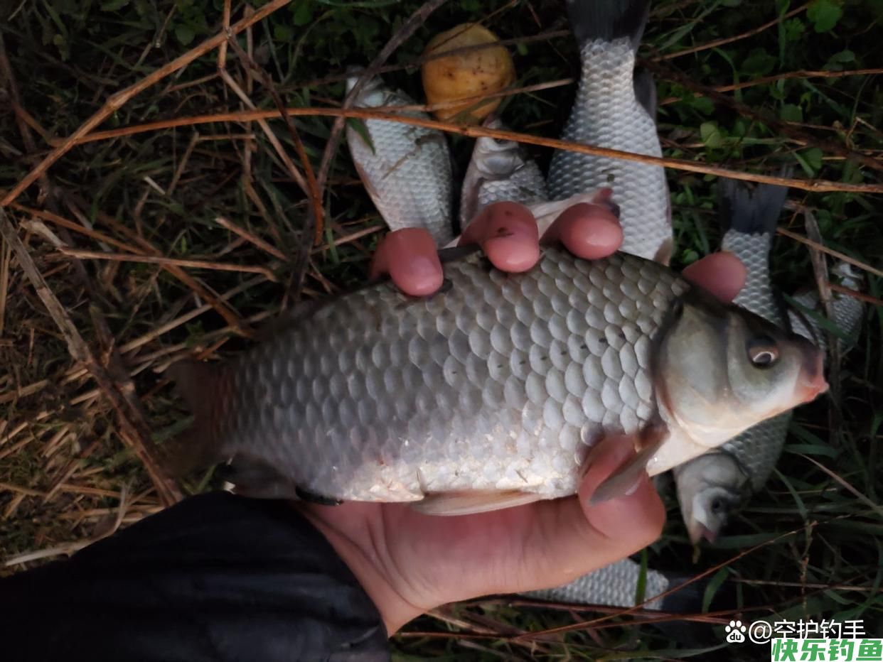 初春野钓鲫鱼4大指南(图4)