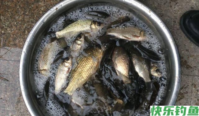 鲫鱼怎么钓？掌握这4个技巧，钓多少你来定(图2)