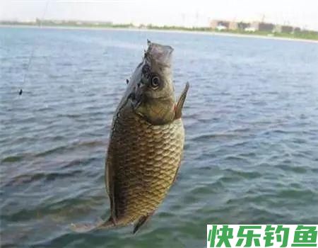 为什么有那么多人喜欢钓鲫鱼(图2)