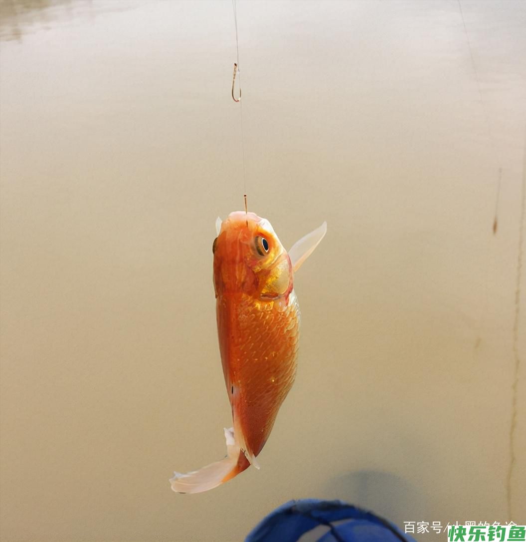 野钓鲫鱼该调几钓几？三种方案应对所有鱼情，这套思路钓王都在用(图1)